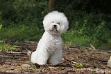 BICHON FRISE 176